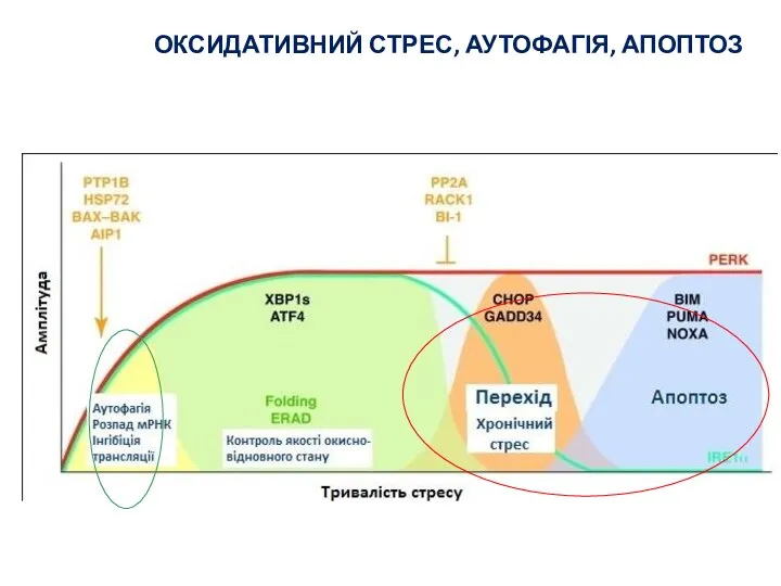 ОКСИДАТИВНИЙ СТРЕС, АУТОФАГІЯ, АПОПТОЗ