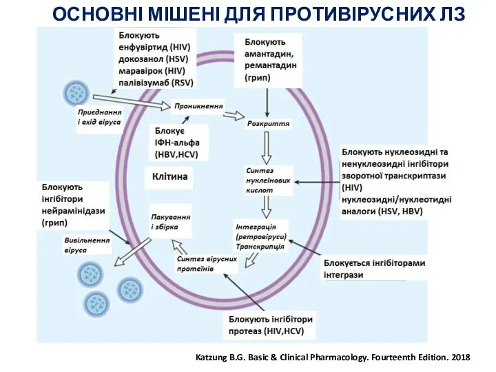 Katzung B.G. Basic & Clinical Pharmacology. Fourteenth Edition. 2018 ОСНОВНІ МІШЕНІ ДЛЯ ПРОТИВІРУСНИХ ЛЗ