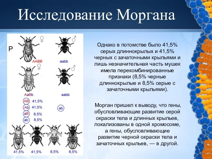 Исследование Моргана Однако в потомстве было 41,5% серых длиннокрылых и 41,5%