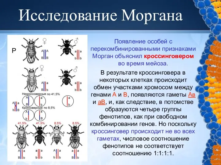 Исследование Моргана Появление особей с перекомбинированными признаками Морган объяснил кроссинговером во