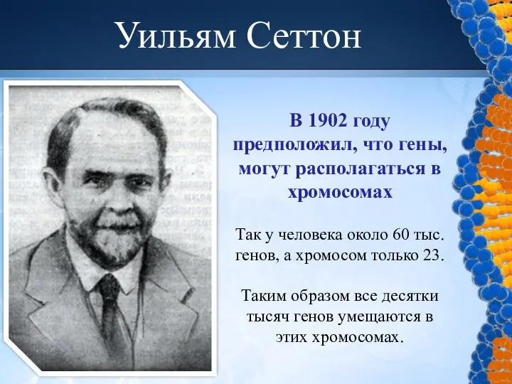 Уильям Сеттон В 1902 году предположил, что гены, могут располагаться в