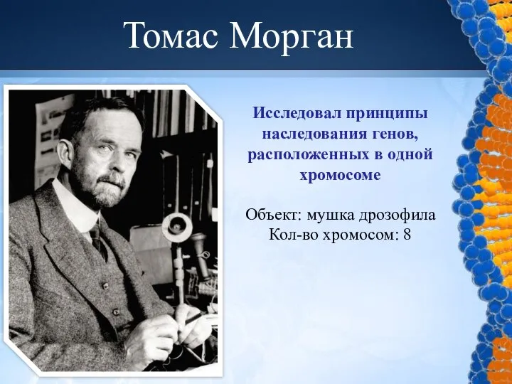 Исследовал принципы наследования генов, расположенных в одной хромосоме Томас Морган Объект: мушка дрозофила Кол-во хромосом: 8