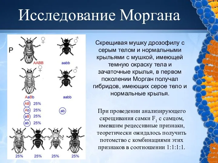 Исследование Моргана Скрещивая мушку дрозофилу с серым телом и нормальными крыльями