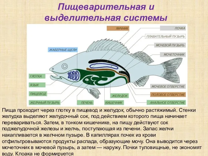 Пища проходит через глотку в пищевод и желудок, обычно растяжимый. Стенки