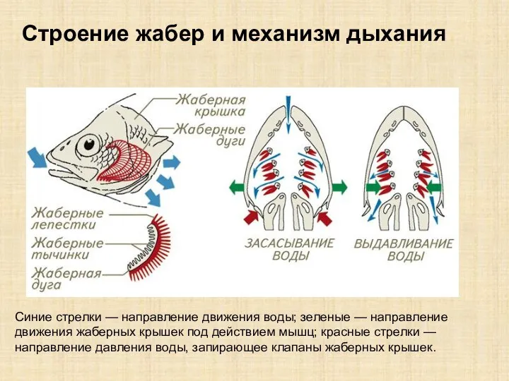 Синие стрелки — направление движения воды; зеленые — направление движения жаберных