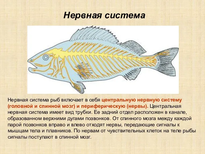 Нервная система рыб включает в себя центральную нервную систему (головной и