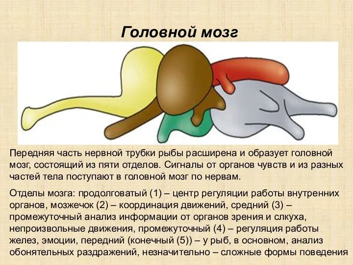 Передняя часть нервной трубки рыбы расширена и образует головной мозг, состоящий