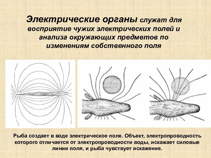 Электрические органы служат для восприятие чужих электрических полей и анализа окружающих