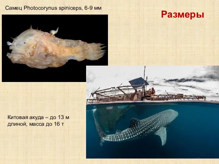 Луна-рыба Размеры Самец Photocorynus spiniceps, 6-9 мм Китовая акуда – до