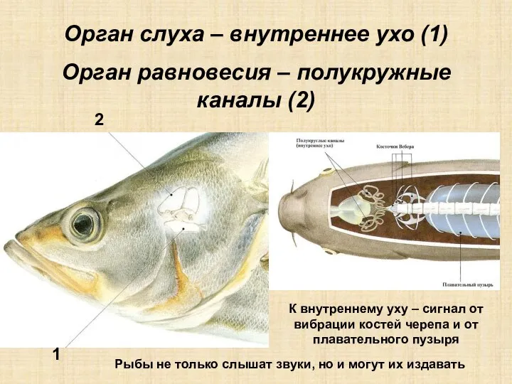 Орган слуха – внутреннее ухо (1) Орган равновесия – полукружные каналы