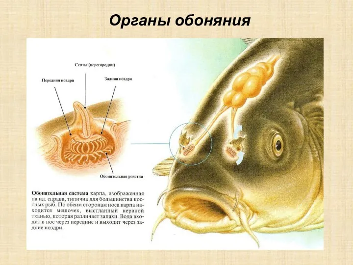 Органы обоняния