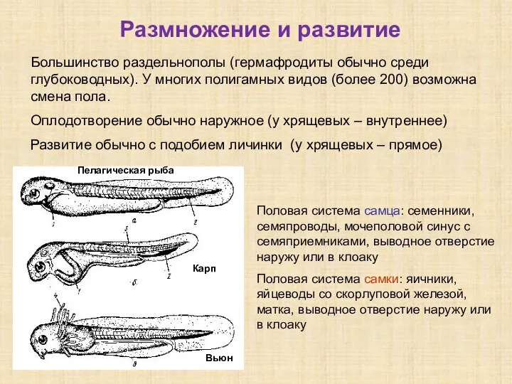 Размножение и развитие Большинство раздельнополы (гермафродиты обычно среди глубоководных). У многих