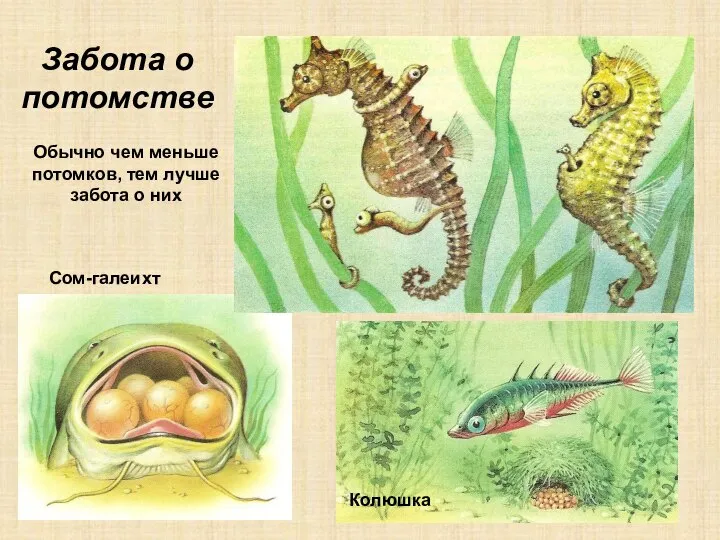 Забота о потомстве Сом-галеихт Колюшка Обычно чем меньше потомков, тем лучше забота о них