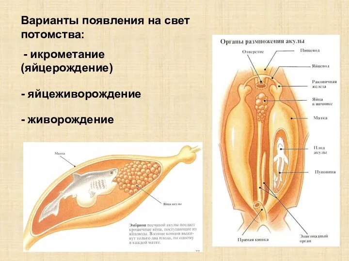 Варианты появления на свет потомства: - икрометание (яйцерождение) - яйцеживорождение - живорождение