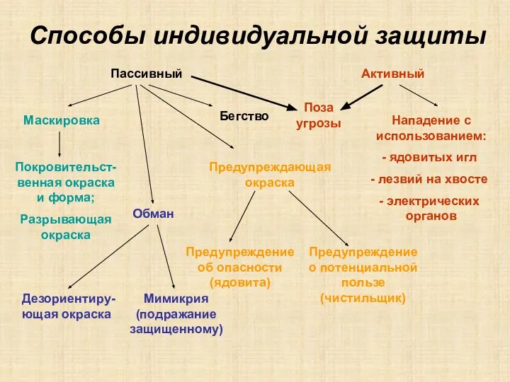 Способы индивидуальной защиты Пассивный Активный Бегство Покровительст-венная окраска и форма; Разрывающая