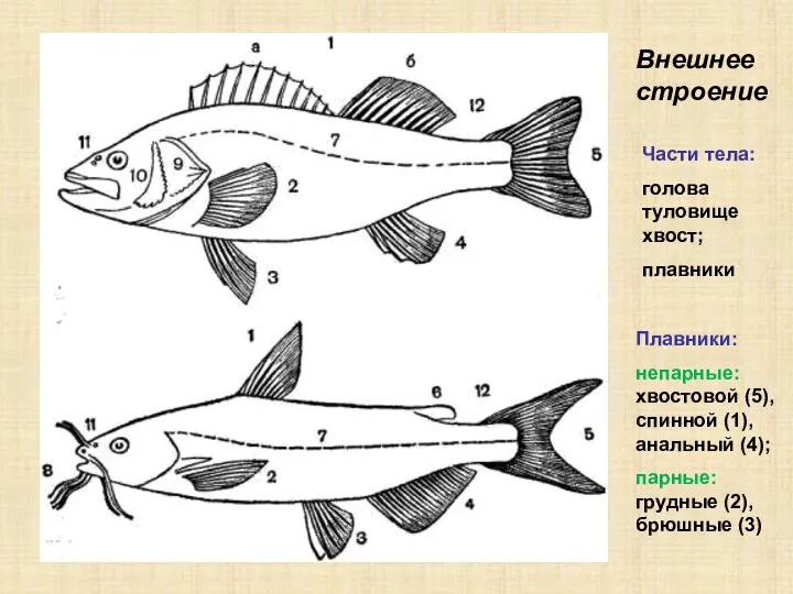 Внешнее строение Части тела: голова туловище хвост; плавники Плавники: непарные: хвостовой