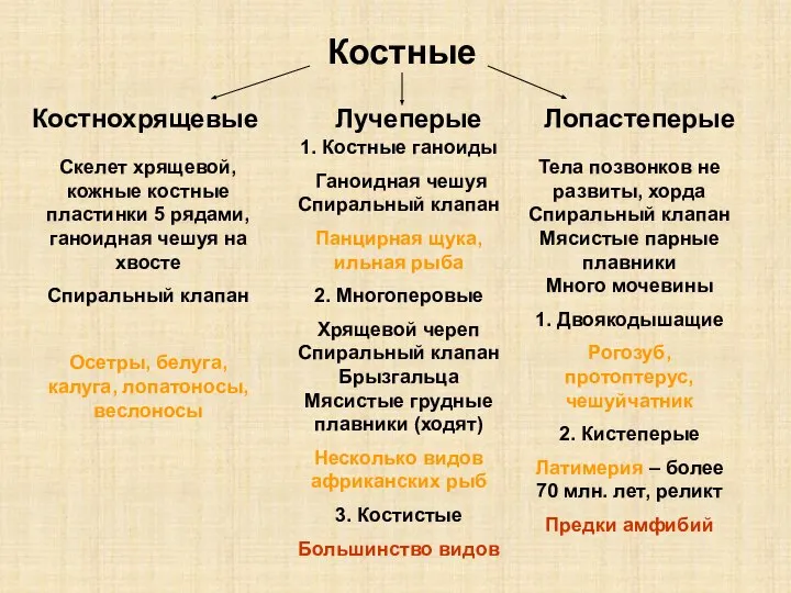 Костные Костнохрящевые Лучеперые Лопастеперые Скелет хрящевой, кожные костные пластинки 5 рядами,