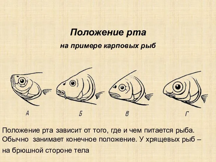 Положение рта на примере карповых рыб Положение рта зависит от того,