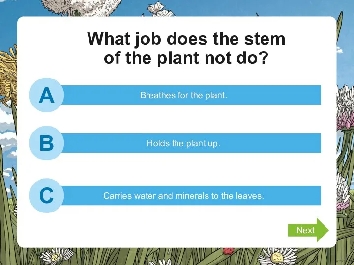 What job does the stem of the plant not do? Breathes