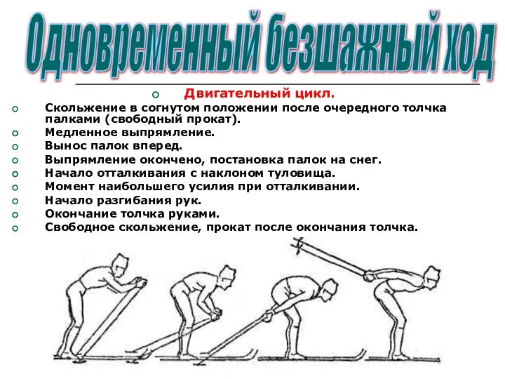 Двигательный цикл. Скольжение в согнутом положении после очередного толчка палками (свободный