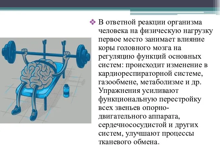 В ответной реакции организма человека на физическую нагрузку первое место занимает