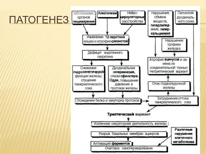 ПАТОГЕНЕЗ