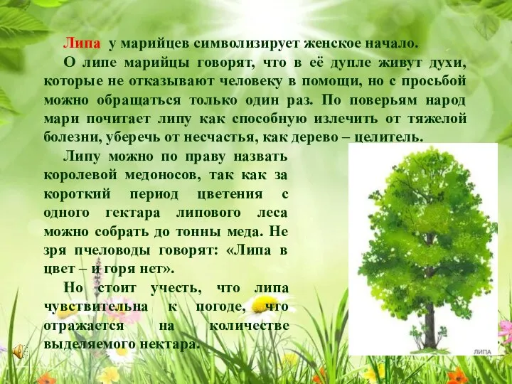 Липа у марийцев символизирует женское начало. О липе марийцы говорят, что