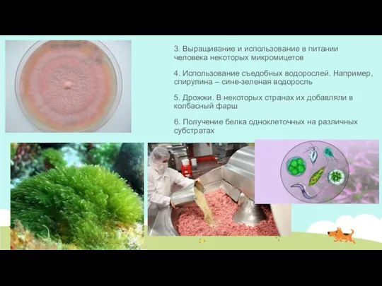 3. Выращивание и использование в питании человека некоторых микромицетов 4. Использование