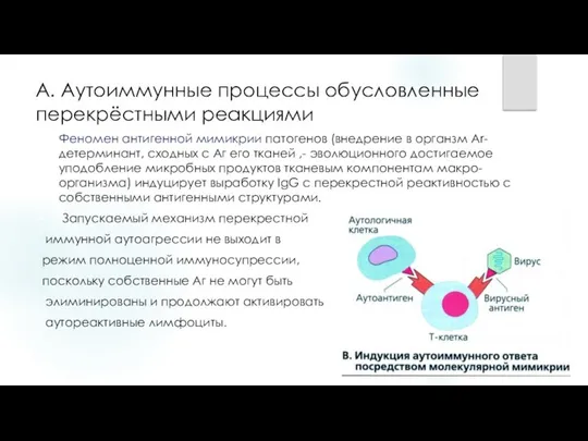 А. Аутоиммунные процессы обусловленные перекрёстными реакциями Феномен антигенной мимикрии патогенов (внедрение