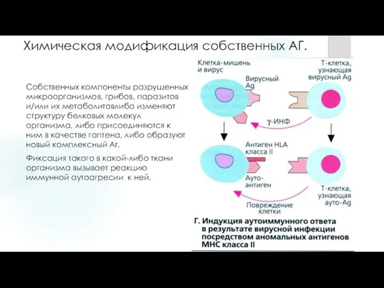 Химическая модификация собственных АГ. Собственных компоненты разрушенных микроорганизмов, грибов, паразитов и/или