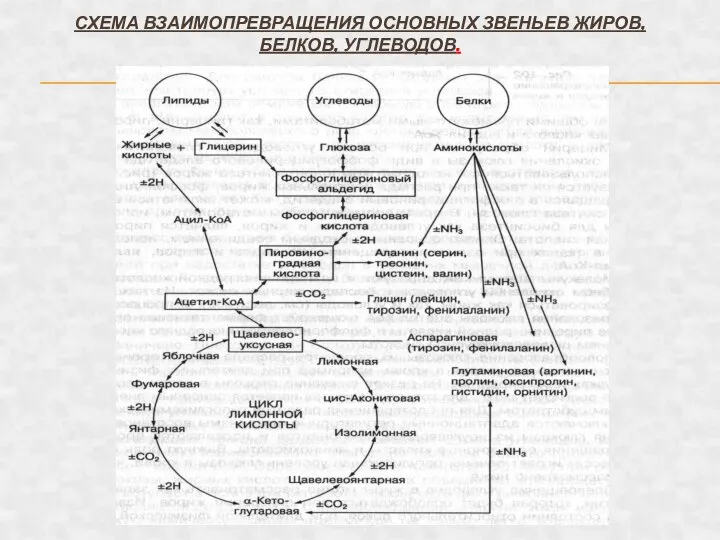 СХЕМА ВЗАИМОПРЕВРАЩЕНИЯ ОСНОВНЫХ ЗВЕНЬЕВ ЖИРОВ, БЕЛКОВ, УГЛЕВОДОВ.