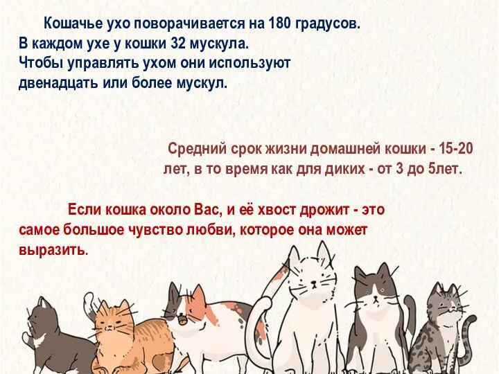 Кошачье ухо поворачивается на 180 градусов. В каждом ухе у кошки