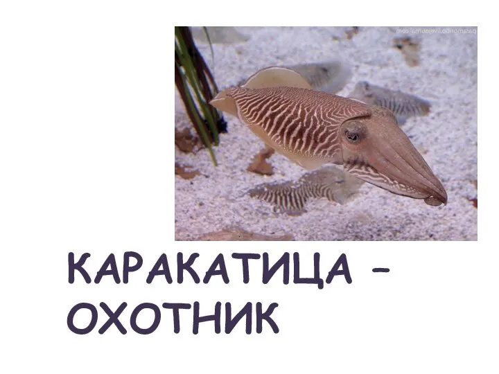 КАРАКАТИЦА – ОХОТНИК