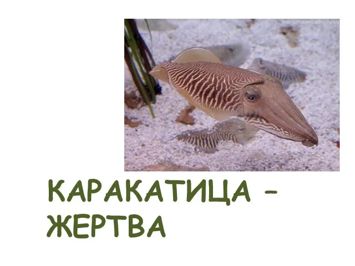 КАРАКАТИЦА – ЖЕРТВА