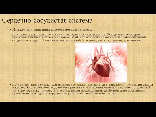 Сердечно-сосудистая система Из желудка и кишечника алкоголь попадает в кровь. Во-первых,