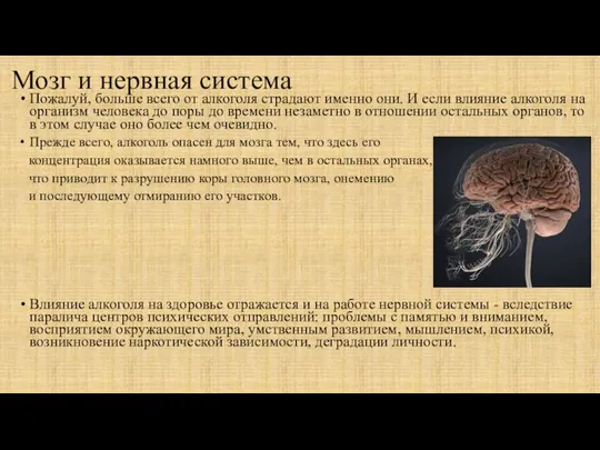 Мозг и нервная система Пожалуй, больше всего от алкоголя страдают именно