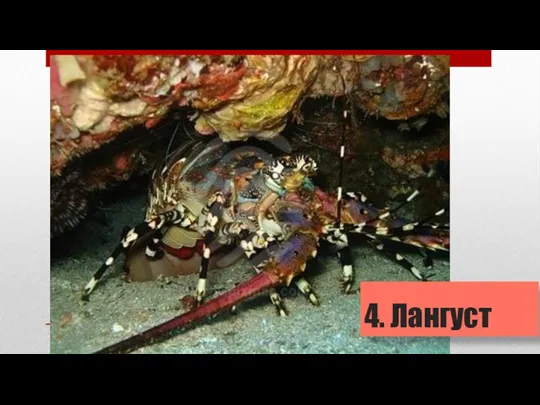 4. Лангуст