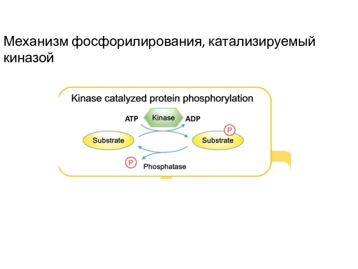 Механизм фосфорилирования, катализируемый киназой