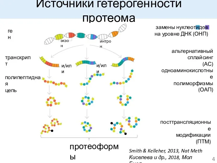 Источники гетерогенности протеома ген транскрипт альтернативный сплайсинг (АС) посттрансляционные модификации (ПТМ)