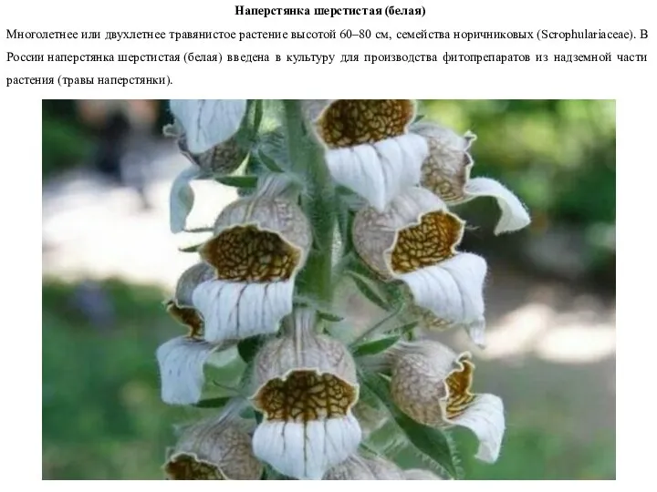 Наперстянка шерстистая (белая) Многолетнее или двухлетнее травянистое растение высотой 60–80 см,
