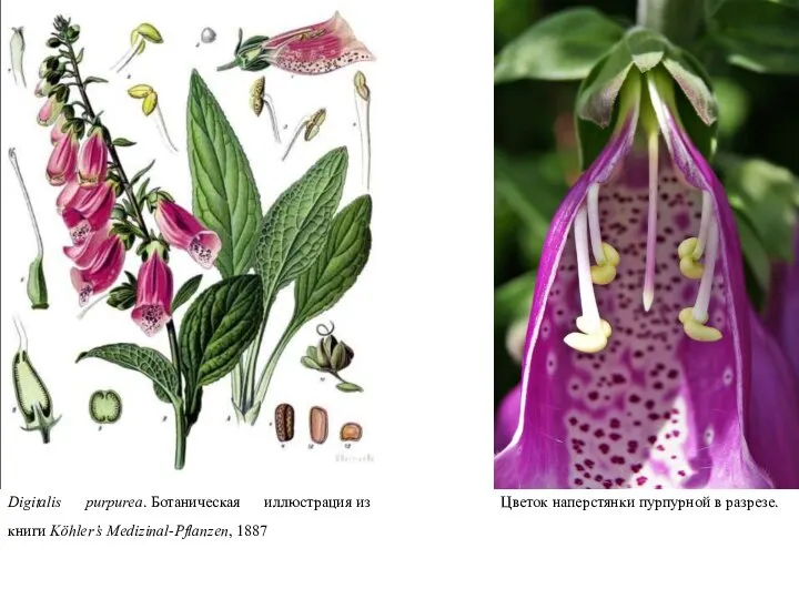 Digitalis purpurea. Ботаническая иллюстрация из книги Köhler’s Medizinal-Pflanzen, 1887 Цветок наперстянки пурпурной в разрезе.