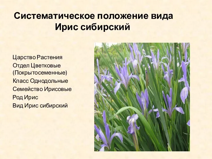 Систематическое положение вида Ирис сибирский Царство Растения Отдел Цветковые (Покрытосеменные) Класс