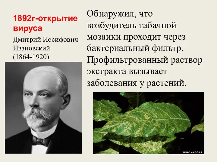 1892г-открытие вируса Обнаружил, что возбудитель табачной мозаики проходит через бактериальный фильтр.