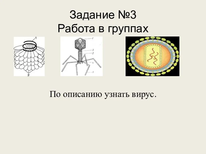 Задание №3 Работа в группах По описанию узнать вирус.