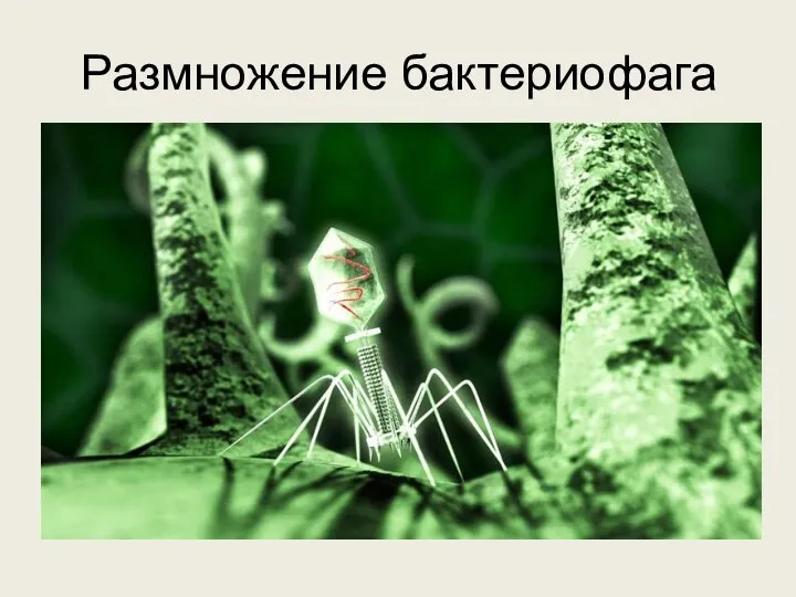 Размножение бактериофага