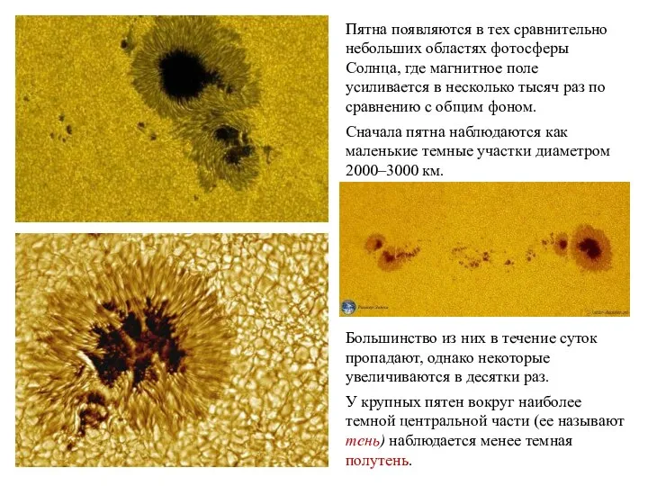 Пятна появляются в тех сравнительно небольших областях фотосферы Солнца, где магнитное