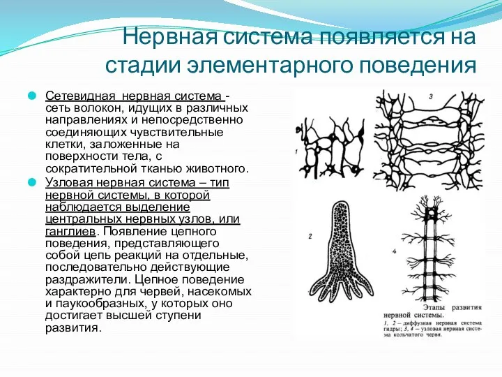 Нервная система появляется на стадии элементарного поведения Сетевидная нервная система -