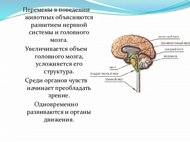 Перемены в поведении животных объясняются развитием нервной системы и головного мозга.