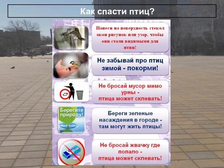 Как спасти птиц?