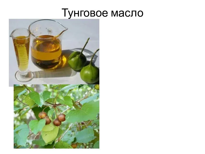 Тунговое масло